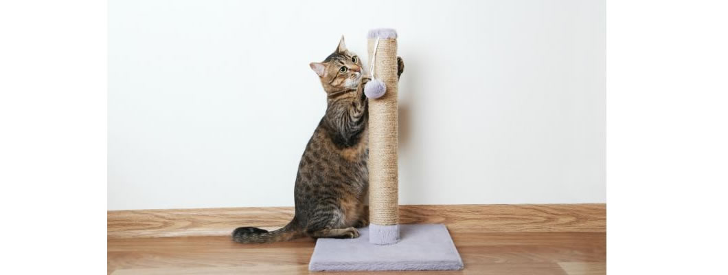Mantenha os móveis seguros com o nosso arranhador para gatos
